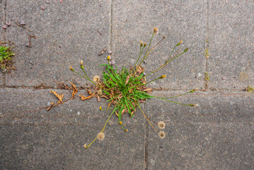 Dandelion weeds growing through sidewalk pavement cracks.