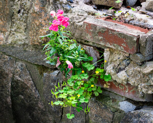 Bright pink snapdragon and yellow wood sorrel wildflowers growing out of a deteriorating stone and...