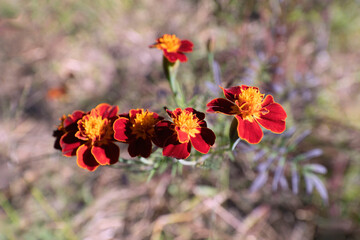 Vibrant Red and Orange Marigold Flowers in Sunlight