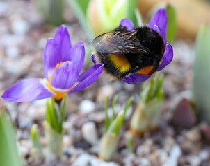 Sleeping Bumbel bee © Gail