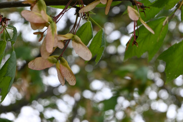 Maple Tree Seeds Winged Samaras Green Leaves Nature Close Up Detail Spring