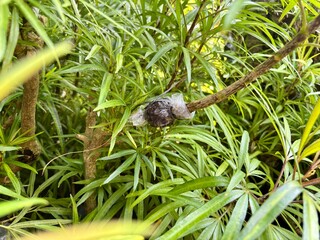 Obraz premium Close-up of a branch being propagated using the air layering technique, a simple and effective method for plant grafting surrounded by lush, vibrant green leaves. 