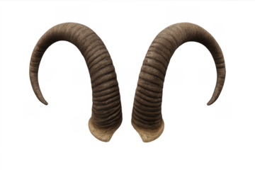 Pair of ram horns on transparent background