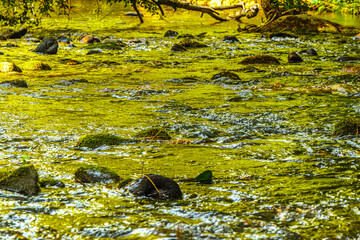 Eau qui court au milieu des rochers et des forêts de montagne dans le sud de la France sur la commune d’Esposolla
Water running among rocks and mountain forests in the south of France in the commune o