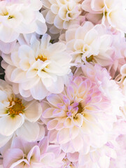 White dahlia flowers in soft pastel tones, romantic floral background with delicate petals, macro photography of fresh blossoms