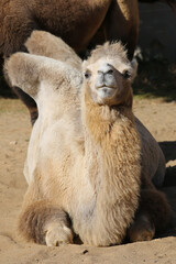 portrait of a camel on a sunny day