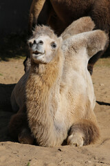 portrait of a camel on a sunny day