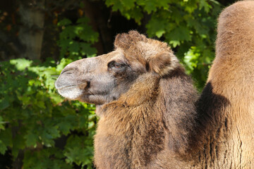 portrait of a camel on a sunny day