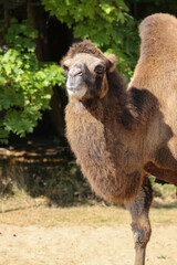 portrait of a camel on a sunny day