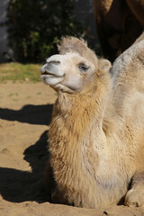 portrait of a camel on a sunny day