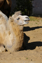 portrait of a camel on a sunny day