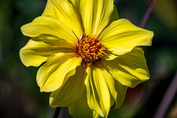 yellow dahlia in a wonderful garden in South Germany