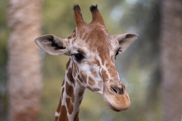 Obraz premium Close-up portrait of a giraffe with distinctive patterns and expressive eyes, photographed against a softly blurred natural background.