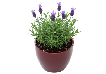 French lavender in a red pot isolated, aromatic plant with purple flowers on no background