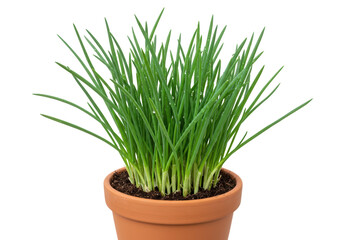 Fresh chives in a terracotta pot isolated on transparent background, culinary herb PNG