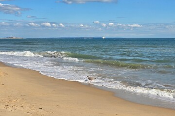 seabird foraging on sandy beach shoreline with ocean waves