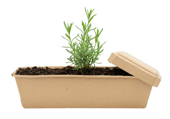 Rosemary plant in a cardboard container isolated, organic herb seedling in biodegradable pot