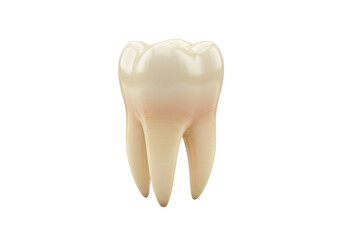 Molar tooth isolated on transparent background, dental anatomy model for educational use
