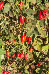 Rosehip is large-fruited with bright red berries