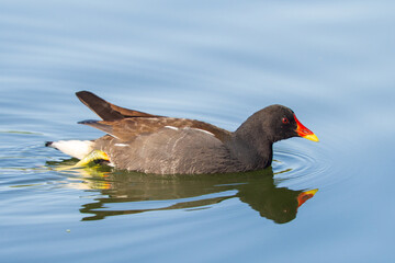 Reed warbler (Gallinula chloropus) on the water