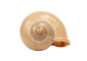 Tan sea shell isolated on transparent background, spiral conch for summer and beach themes