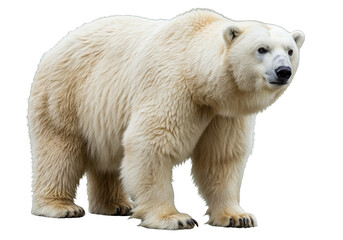 Majestic polar bear isolated PNG, standing tall with thick white fur on transparent background