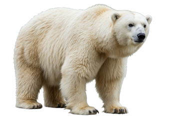 Majestic polar bear isolated PNG, standing tall with thick white fur on transparent background
