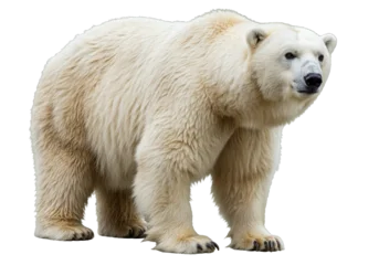Fototapete Eisbär Majestic polar bear isolated PNG, standing tall with thick white fur on transparent background  © Lily