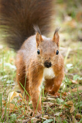 A Eurasian Red squirrel Sciurus vulgaris in a meadow looks into the camera with dirt around its nose and mouth from digging for food
