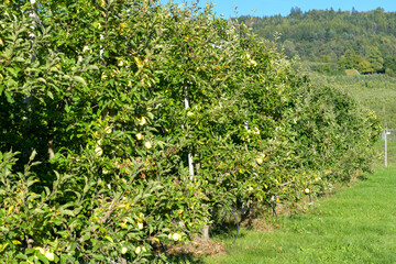Coltivazione di alberi da melo