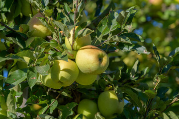 Mele gialle attaccate a un ramo