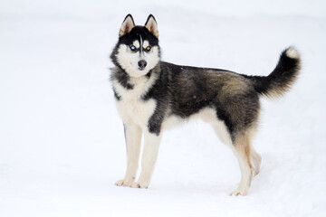 Husky with multi-colored eyes on a snowy road