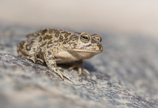 Close-up side view of an Arabian toad (Bufo arabicus) sitting on rocks in a wadi, Sharjah, UAE