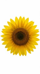 Fototapeta premium Radiant Sunflower: a single, vibrant sunflower, its golden petals unfurling in a display of natural beauty and botanical perfection, with a detailed center that offers a stunning contrast.