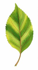 Obraz premium A Single Leaf's Story: A close-up, watercolor depiction of a vibrant, verdant leaf, showcasing intricate veining and subtle color gradients to symbolize the beauty of nature.