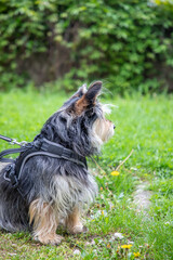 A small, shaggy terrier mix dog wearing a harness, sitting on grass and looking away from the camera.