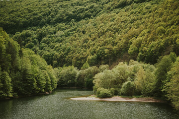 trees in the park