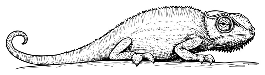 realistic chameleon lizard hand drawn © Kaz