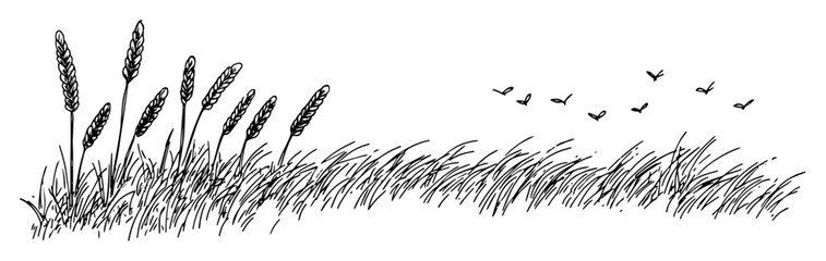 field grass and wheat with flying birds © Kaz