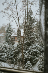 snow covered trees