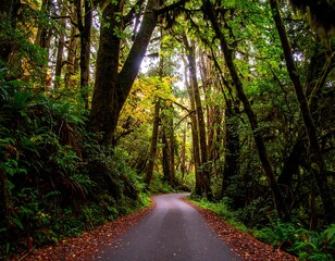 Obraz premium A winding forest road