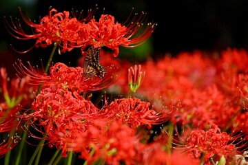 赤いヒガンバナに包まれたアゲハチョウ