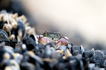 A Crab Among Muscle Shells