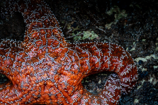 A Red Starfish on a Rock