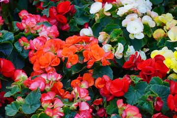 Colorful begonias in a plant fair in Attica, Greece