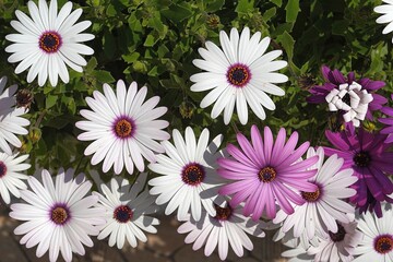 Dimorphotheca, or Osteospermum ecklonis pink and white daisy flowers