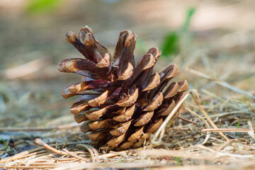 A pine cone is lying on the forest floor