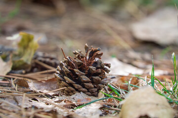 A pine cone is lying on the forest floor