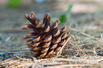 A pine cone is lying on the forest floor © Aleksey Bukreev