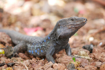 Colorful Lizard on the Ground
